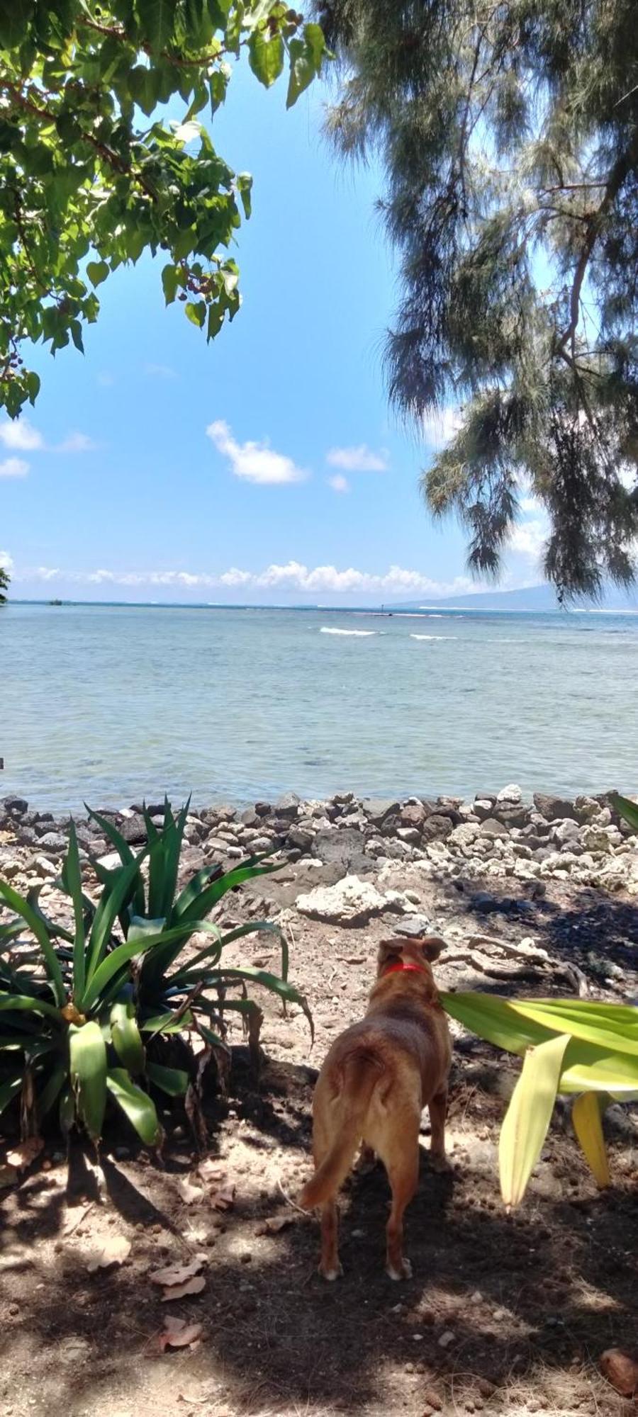 Bungalow Vue Lagon 180 Degre, La Maison Bleue Moorea Zewnętrze zdjęcie